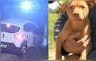 Dois cachorros são abandonados em Colombo; um deles é atropelado e morre