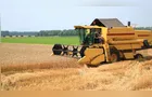 Calor e excesso de chuvas reduzem previsão da safra de trigo no Paraná