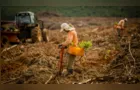 Municípios dos Campos Gerais registram R$ 1,3 bi em valor da produção da silvicultura
