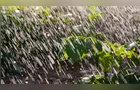 Campos Gerais terá semana fria e com excesso de chuva nas lavouras