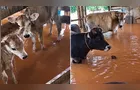 Chuva alaga currais e deixa animais em meio à água no Paraná