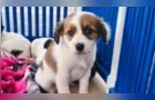 Defesa Animal resgata 15 animais em três ocorrências de abandono em Irati