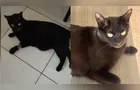 Gato Billy desaparece no Jardim América em PG; recompensa é de R$ 2 mil