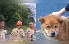 Cachorro é resgatado de bueiro com ajuda dos Bombeiros em PG