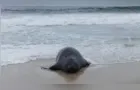 Elefante-marinho atrai atenção de banhistas em praia do Rio de Janeiro