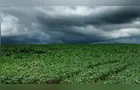 Excesso de chuva gera perdas na colheita e atrasa plantio na região