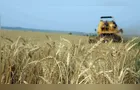 Importações de trigo recuam, mas qualidade do cereal preocupa