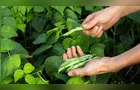Paraná deve reduzir área plantada de feijão em 14%