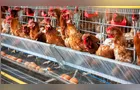 Paraná lidera produção de ovos férteis no Brasil com 31%
