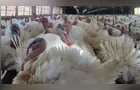 Paraná pode absorver demanda de aves devido a foco de Newcastle em SC