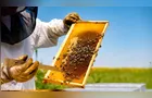 Paraná registra alta de 7,1% na produção de mel em 2025