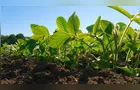 Plantio da nova safra de soja no Paraná atinge 81 mil hectares