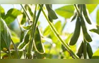 Plantio de soja atinge 0,4% no Brasil, impulsionado pelo Paraná
