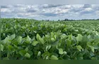 Plantio de soja e milho avança no Paraná com safras em boas condições