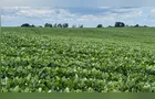 Plantio de verão avança no Paraná, mas chuvas prejudicam lavouras