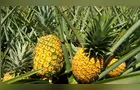 Prefeitura de Prudentópolis lança projeto de incentivo à fruticultura