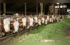 Produção brasileira de carnes deve atingir 34 milhões de toneladas