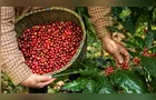 Produção de café no Paraná deve cair 3,3% na safra de 2026