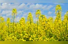 Produção de canola cresce no Paraná e deve movimentar R$ 25 milhões