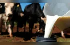 Municípios dos Campos Gerais estão entre os maiores produtores de leite do Brasil