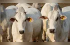 Produção pecuária no Brasil é a menor em três anos, aponta IBGE