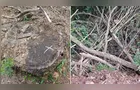Produtor é multado em R$ 55 mil por corte de araucárias em Imbituva