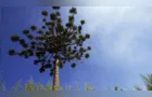 Araucária lança projeto para valorizar produtos da economia criativa local