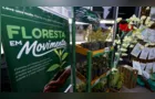 Araucária lança projeto para facilitar acesso da população a mudas gratuitas de árvores