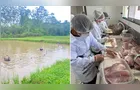 Projeto pioneiro em escola no Paraná produz 1 tonelada de tilápia