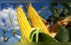 Região de PG lidera área de milho prevista para o Paraná