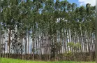 Valor de produção da silvicultura e da extração vegetal cresce 6,7% e soma R$ 47,9 bilhões
