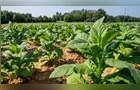 Tabaco movimenta R$ 12,8 bilhões e é 55,4% da renda de produtores