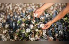 Valorização das fibras naturais impulsiona a cotonicultura no Paraná