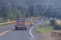 'Cavalinho' solto em rua quase causa acidente em Ponta Grossa