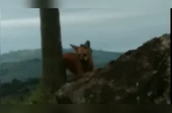Lobo-guará é novamente avistado no Parque Estadual de Vila Velha em PG