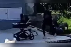 Polícia Civil responsabiliza tutora após ataque de cães a mulher com carrinho de bebê