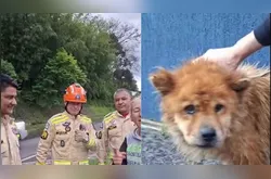 Cachorro é resgatado de bueiro com ajuda dos Bombeiros em PG