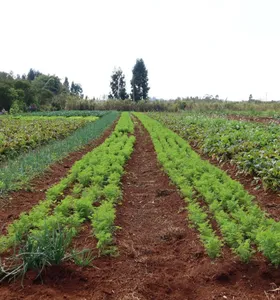 Agricultura orgânica transforma produção e renda de famílias em PG