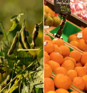 Boletim Agro apresenta novidades do plantio de soja no Paraná