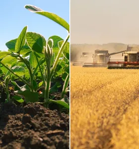 Boletim Agro aborda início do plantio da soja e preço da saca de trigo