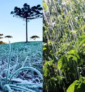 Boletim Agro alerta para frio e chuvas em lavouras dos Campos Gerais
