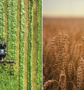 Boletim Agro destaca safras de soja, milho e trigo no Paraná