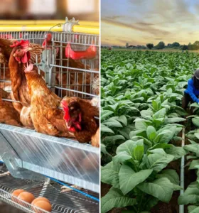 Boletim Agro traz números da produção de ovos férteis e tabaco