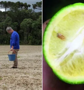 Boletim Agro traz prazo para aquisição do fertilizantes SaneBio no PR