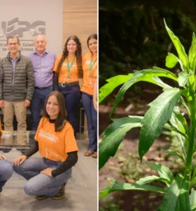 Boletim Agro noticia bioherbicida inovador e vagas inclusivas no Paraná