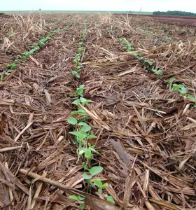Plantio de soja atinge ritmo recorde no Brasil na safra 2026/27