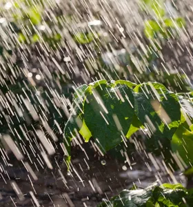 Campos Gerais terá semana fria e com excesso de chuva nas lavouras