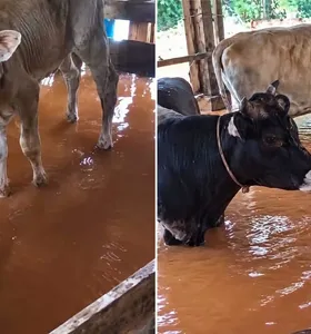 Chuva alaga currais e deixa animais em meio à água no Paraná