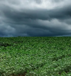 Excesso de chuva gera perdas na colheita e atrasa plantio na região
