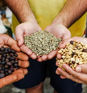 Inscrições para o Concurso Café Qualidade Paraná entram na reta final